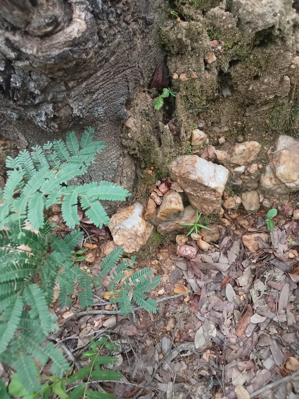 Exposed rock among vegetation